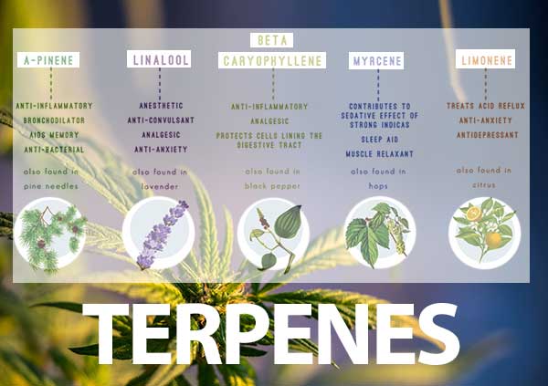 Most common Terpenes cannabis extracts class photo 