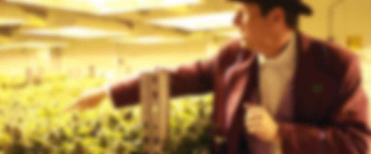 Colorado Cannabis Grow Tour at Medicine Man Denver