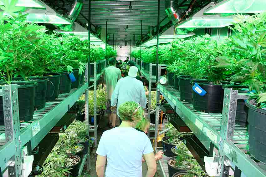 Colorado Cannabis Grow Tour 