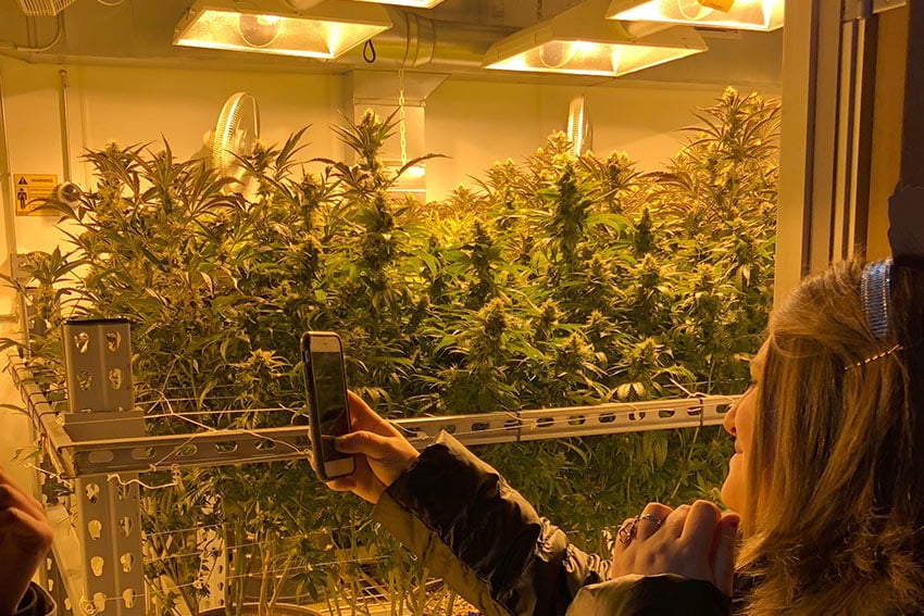 Tour group taking photos of grow room and cannabis plants