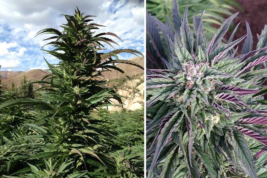 PotZero Bio-Dynamic Cannabis Flower and Buds 