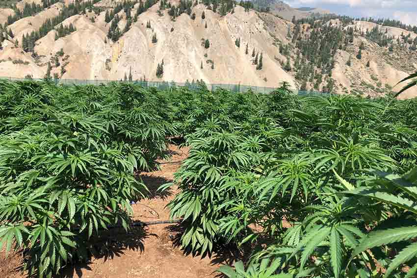 PotZero Cannabis Farm Tour ColoradoPotZero Cannabis Farm Tour Colorado 