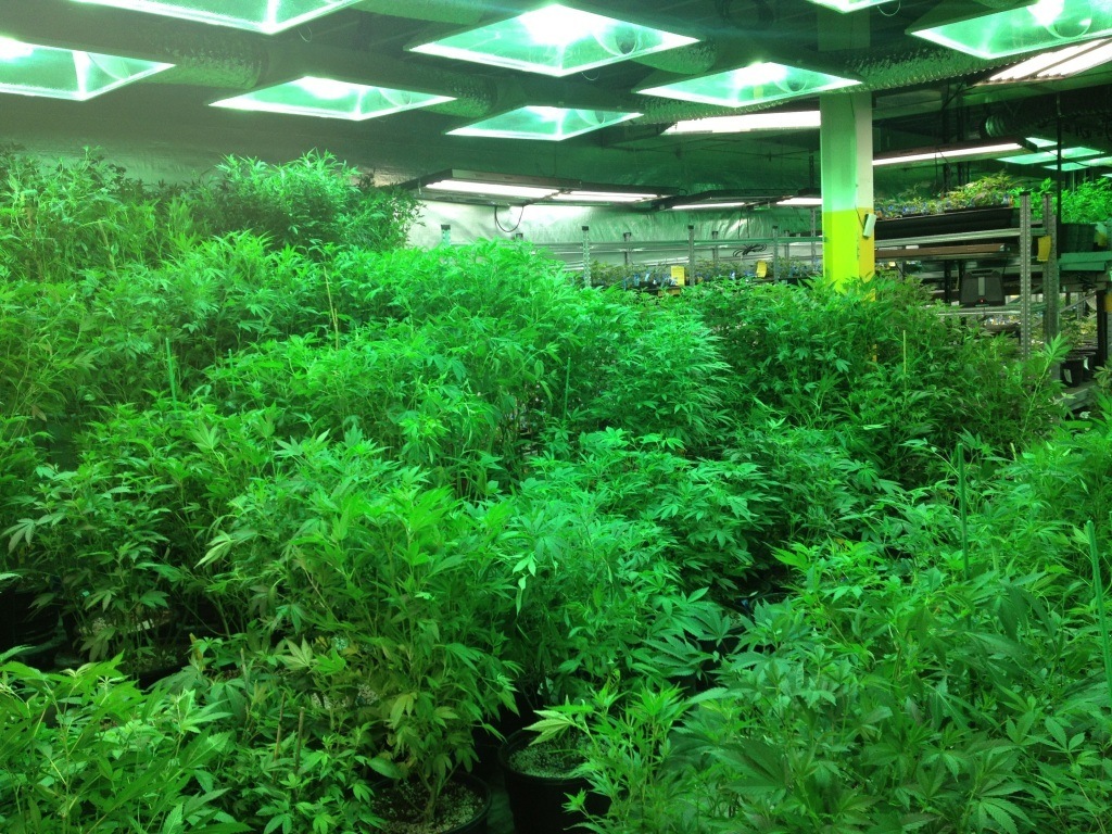 fresh-marijuana-plants
