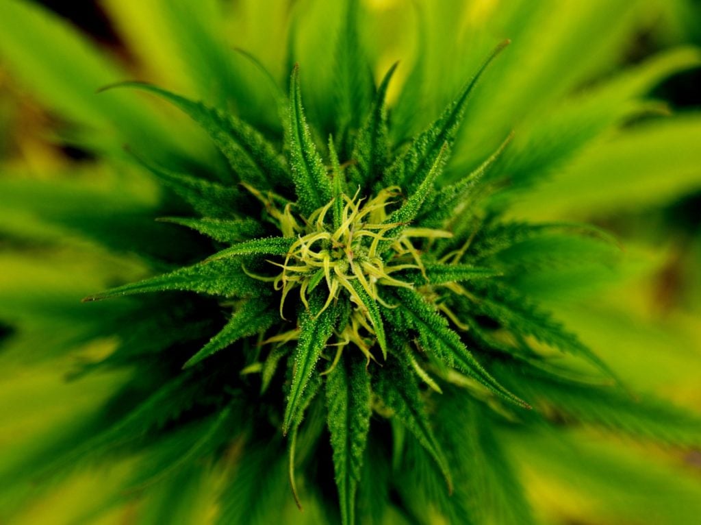 marijuana, hemp, weed, cannabis