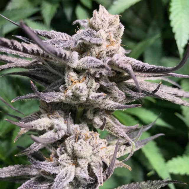 Types of Weed Dank, TopShelf, Midgrade, Bad Reggie Weed Overview