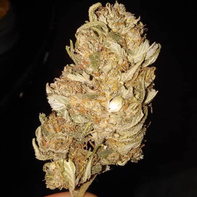 Types of Weed Dank, TopShelf, Midgrade, Bad Reggie Weed Overview