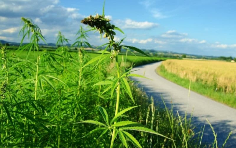 hemp stalks