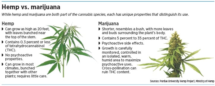 hemp vs marijuana