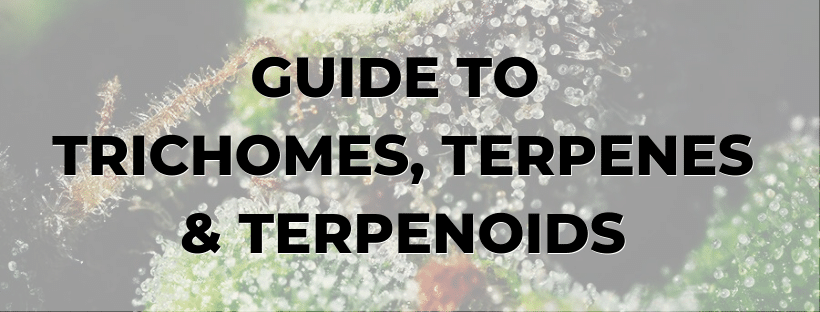 COMPLETE GUIDE TO TRICHOMES, TERPENES & TERPENOIDS