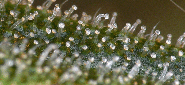 types of trichomes