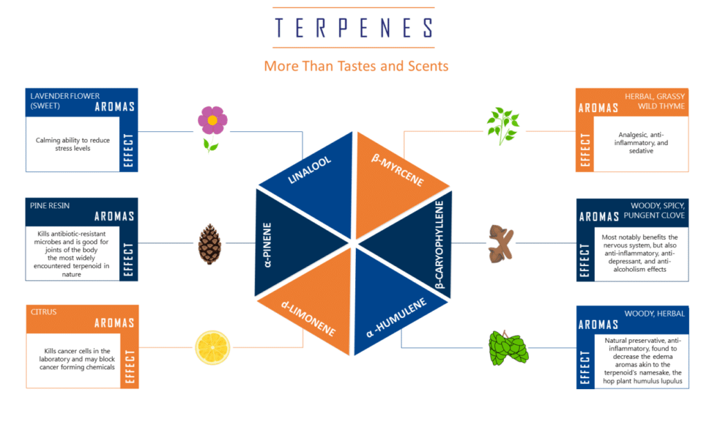 Terpene Flavor Chart