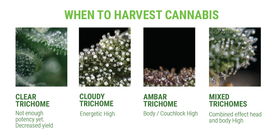 trichome when to harvest