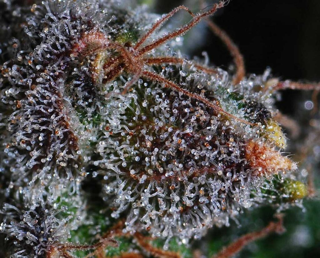 Trichome Color Chart