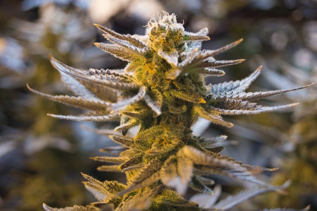 Trichomes Terpenes Terpenoids Guide To What They Are And Their Uses Colorado Cannabis Tours And 4 Hotels