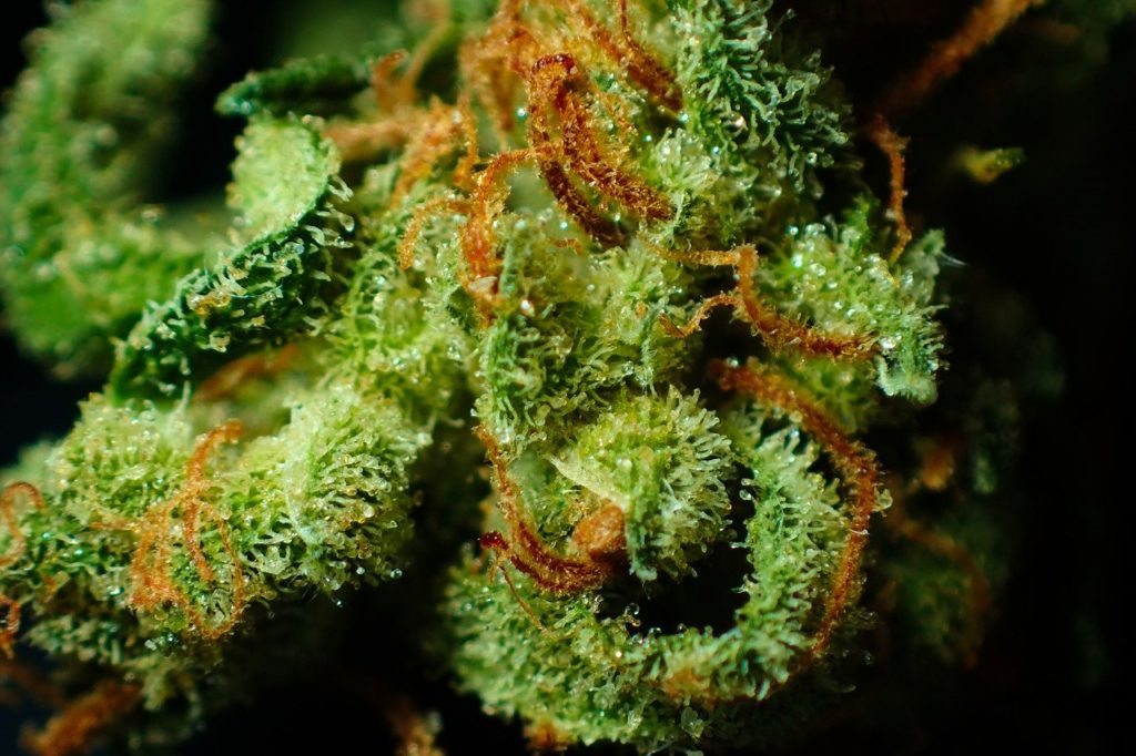 Trichomes, Terpenes & Terpenoids: Guide to What They Are and Their Uses