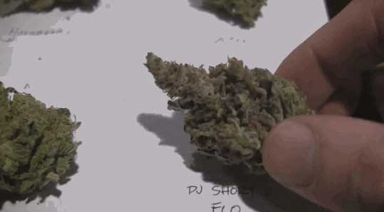 characteristics of mid-grade quality weed