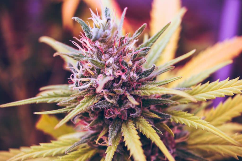 Best Marijuana Strains - Sativa, Indica, Hybrid