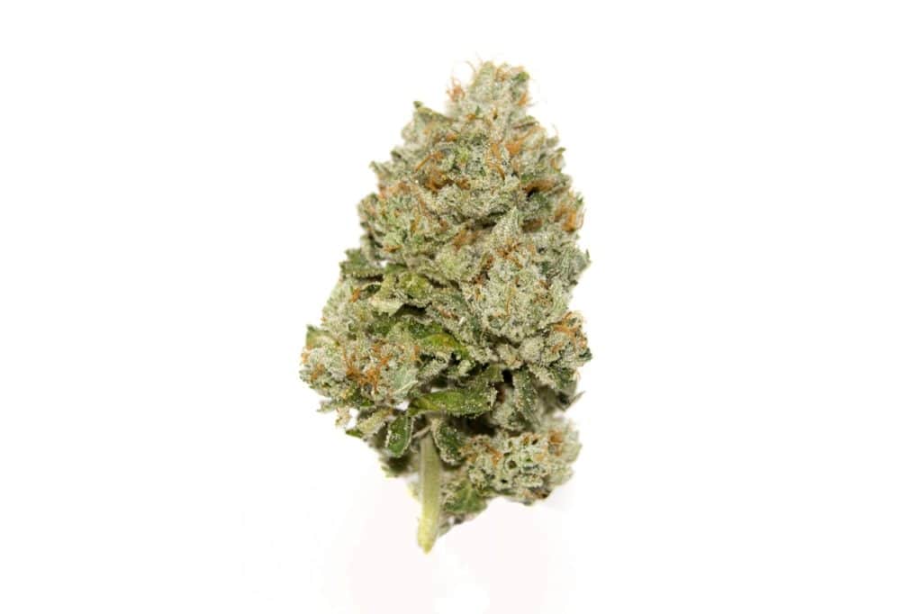 Jack Herer Sativa Marijuana Strain