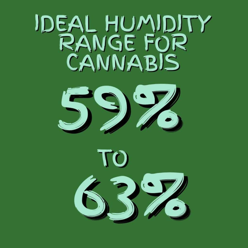 ideal humidity range for cannabis 59% to 63%