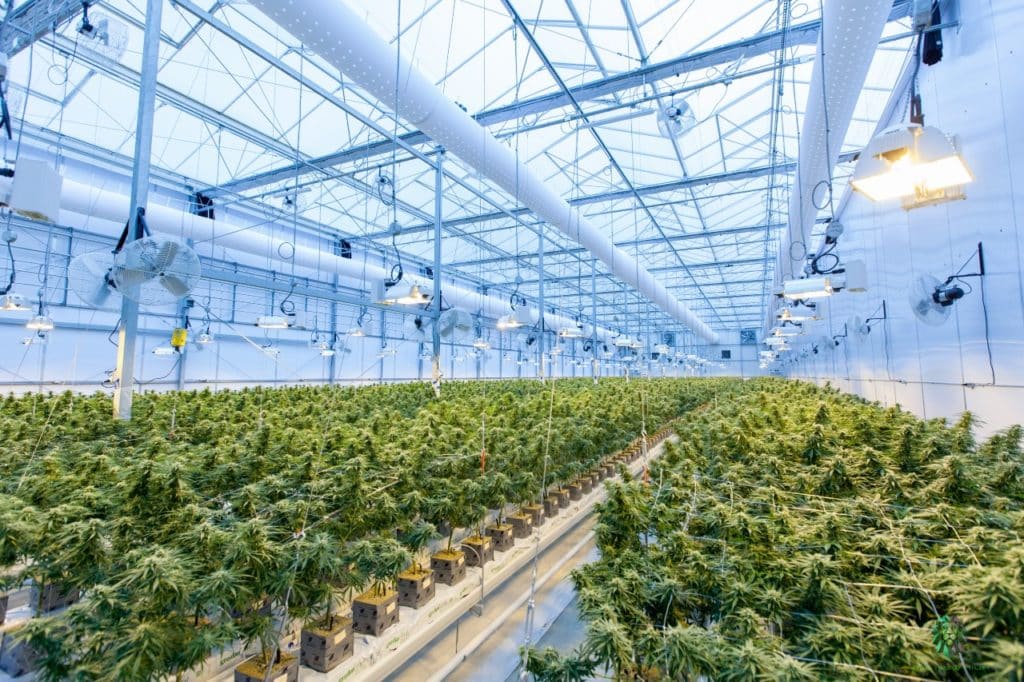 marijuana growing facility