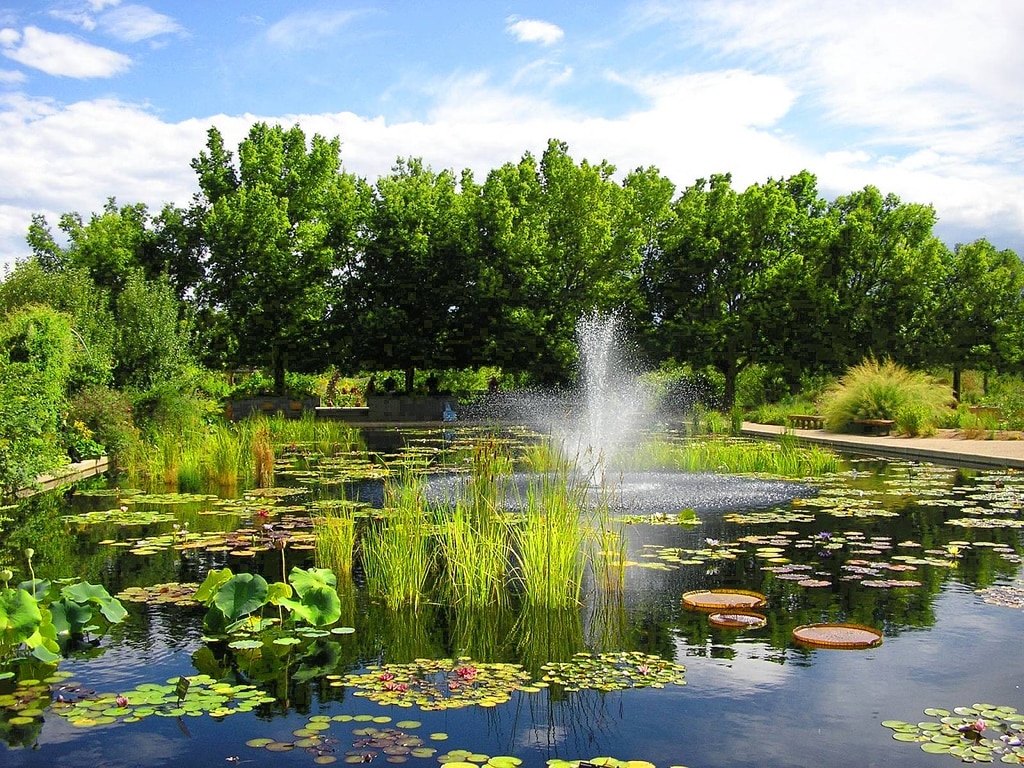 small pond in Denver's botanical garden