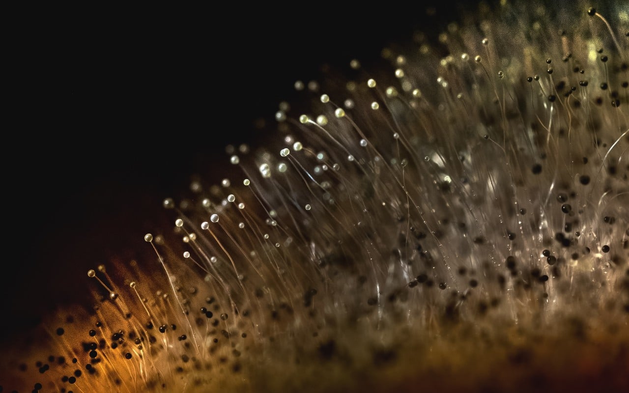 Moldy Weed Risks, Identification, and Smoking Safety