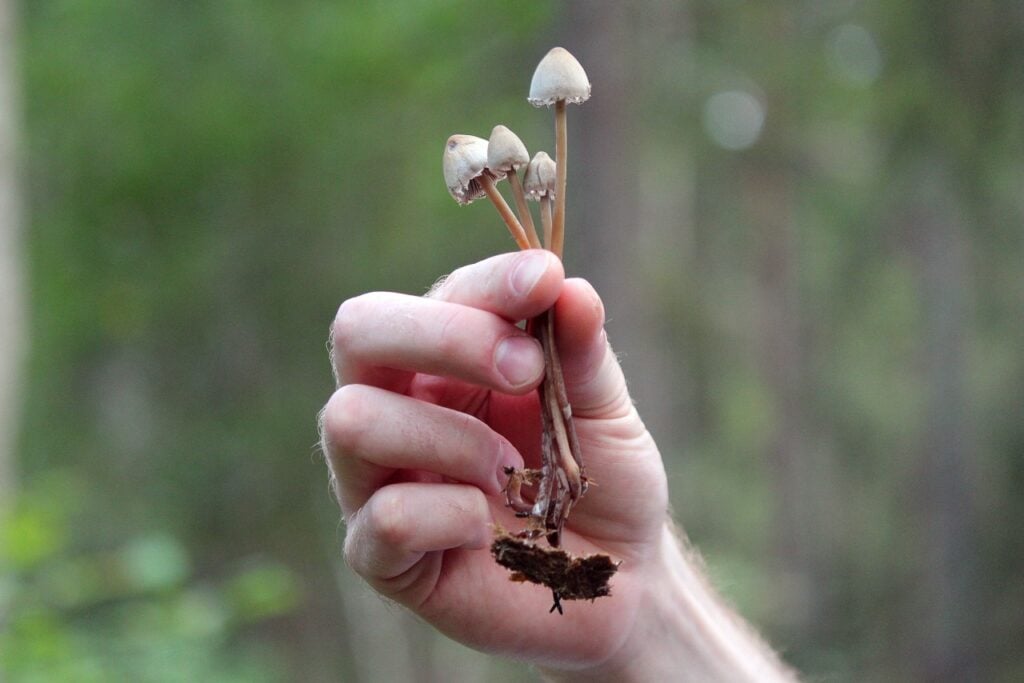 person holding magic mushroom in their hands