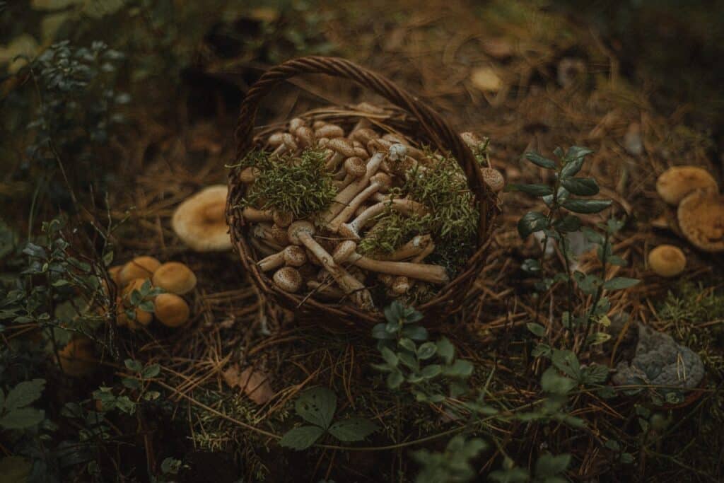 basket full of psilocybin mushrooms